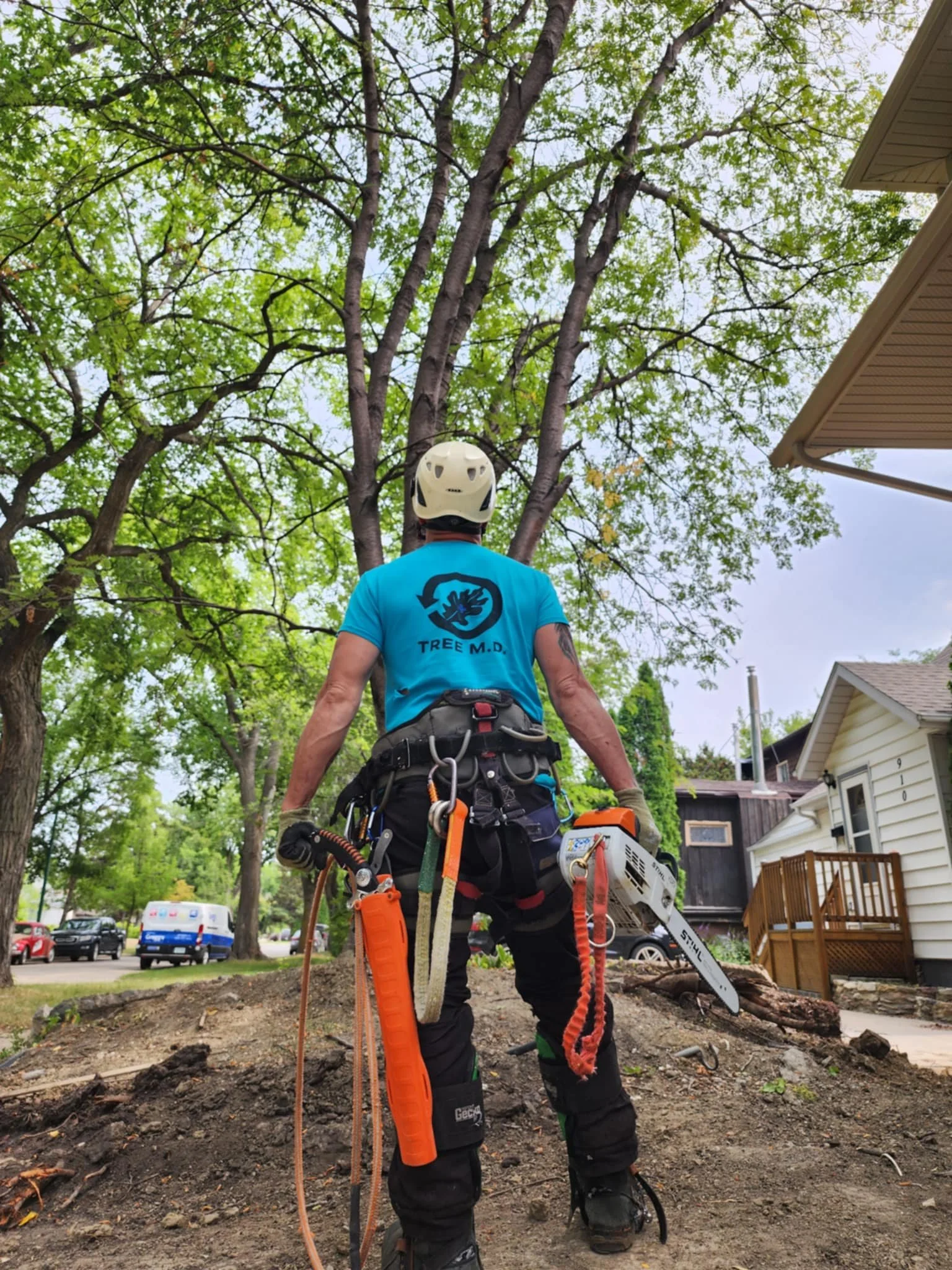 Professional arborist tree care