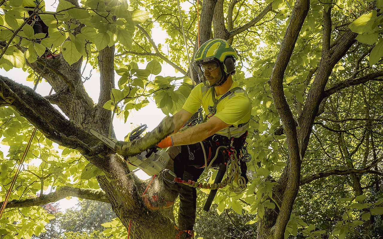Arborist pruning a tree